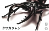 Fujimi 022(17073) Stag Beetle (2 Pcs)