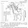 TAM_35053_horse